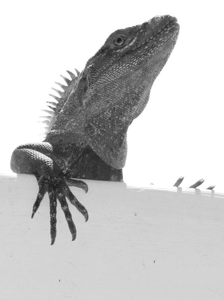 lizard