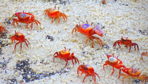 crab