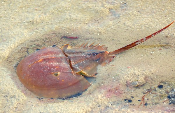 horshoe crab