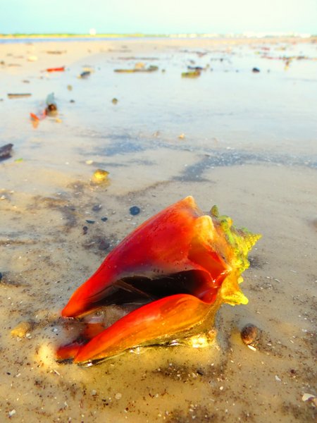shell