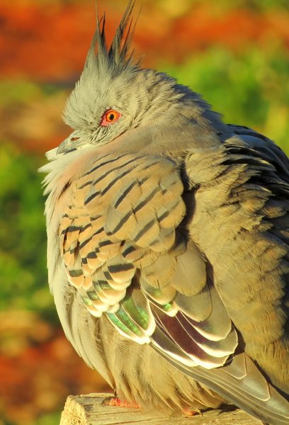 pigeon