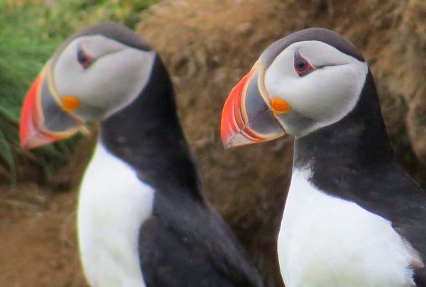 puffin