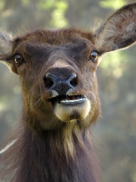 elk
