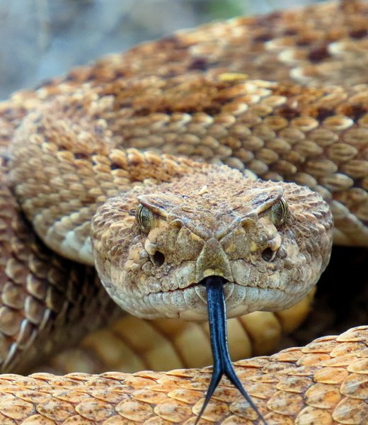 snake