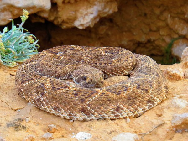 snake
