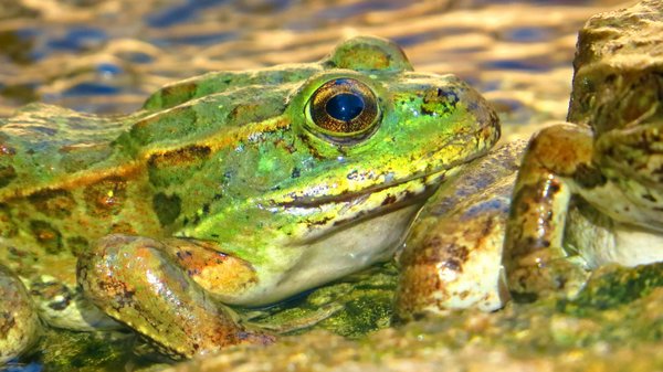 frog