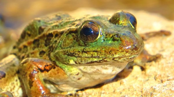 frog