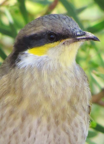 honeyeater