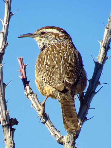 wren