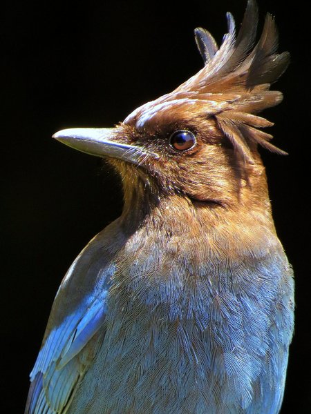 stellers jay