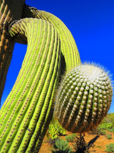cactus