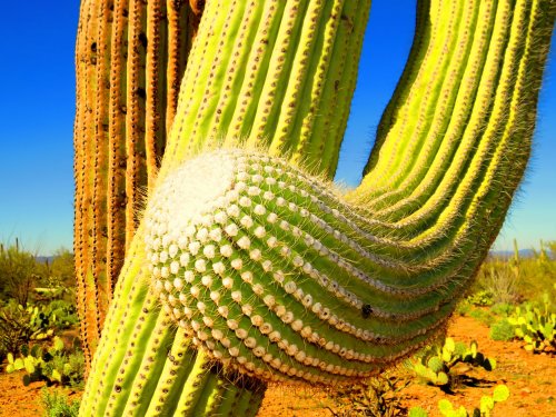 cactus