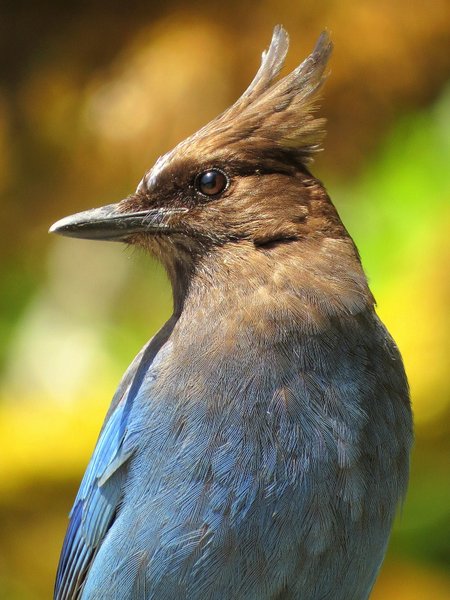 stellers jay