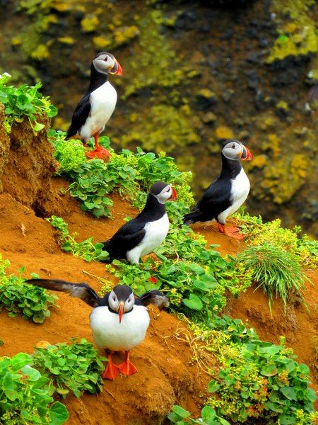 puffin