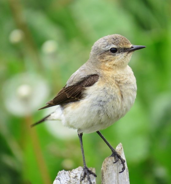 iceland bird