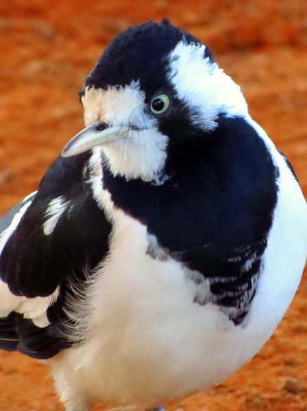 magpie lark