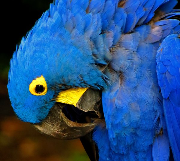 macaw