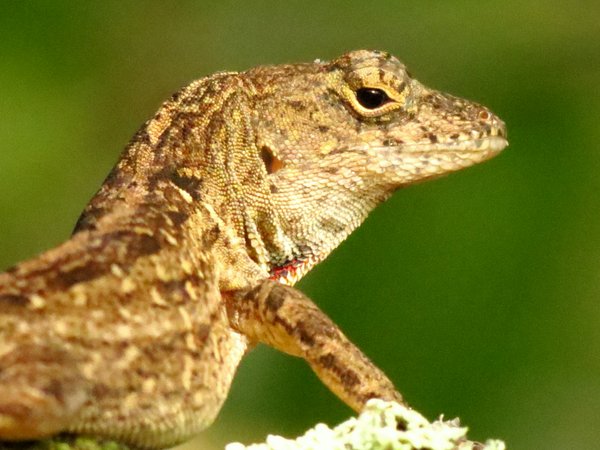 lizard