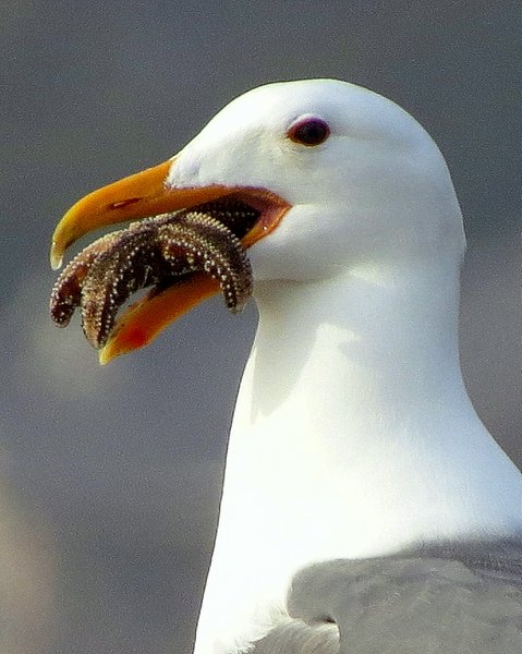 seagull