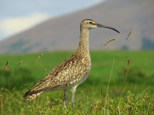 iceland bird