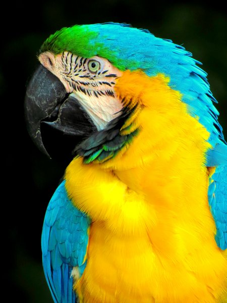 macaw
