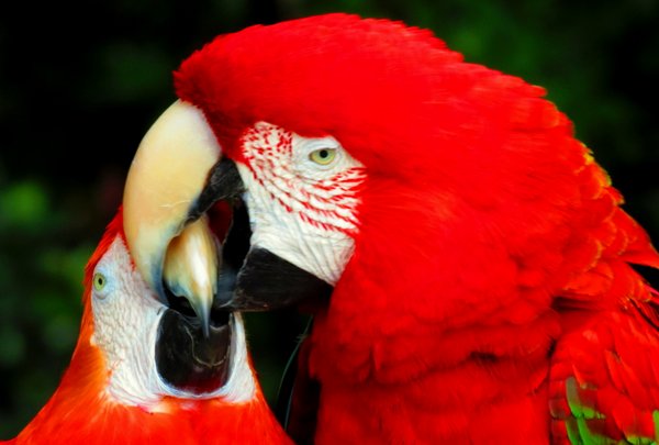macaw