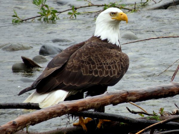 bald eagle