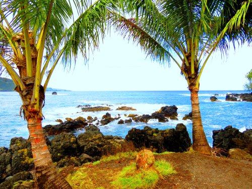 trees beach