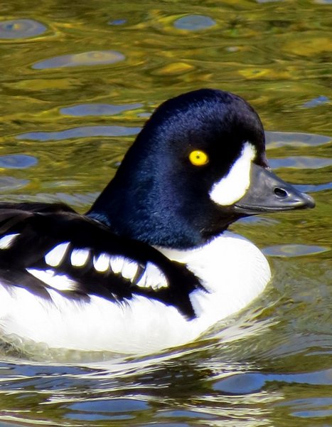 goldeneye
