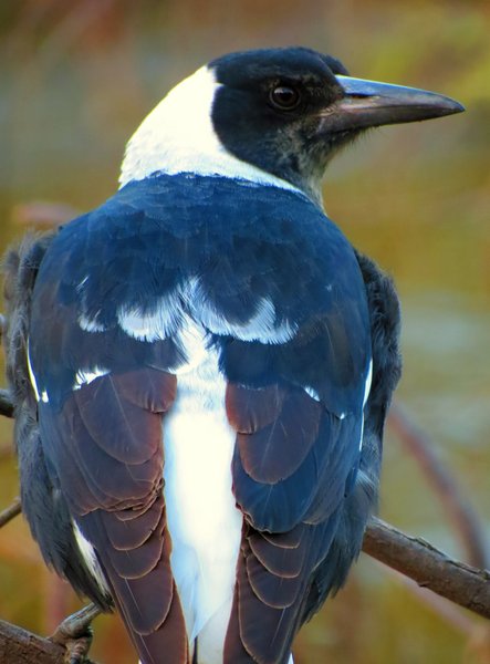 magpie