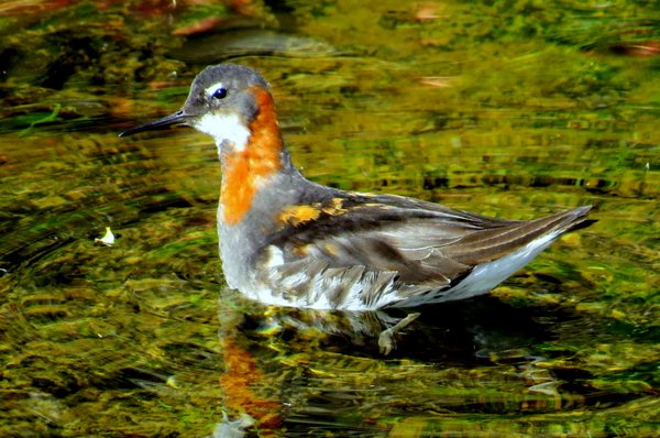 iceland bird