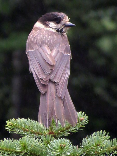jay