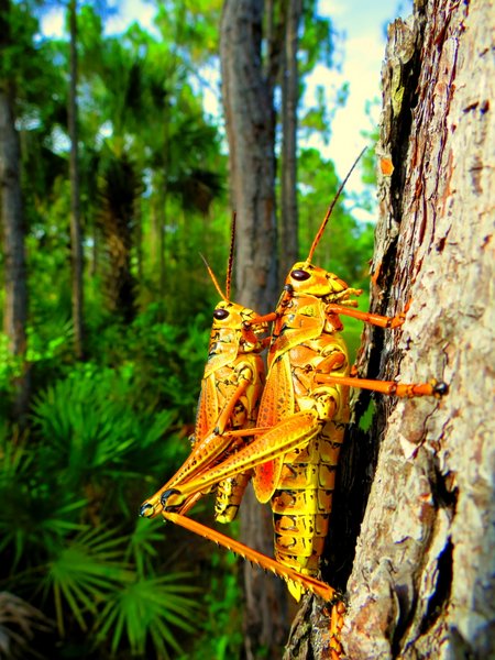 grasshopper