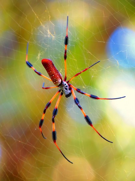 spider