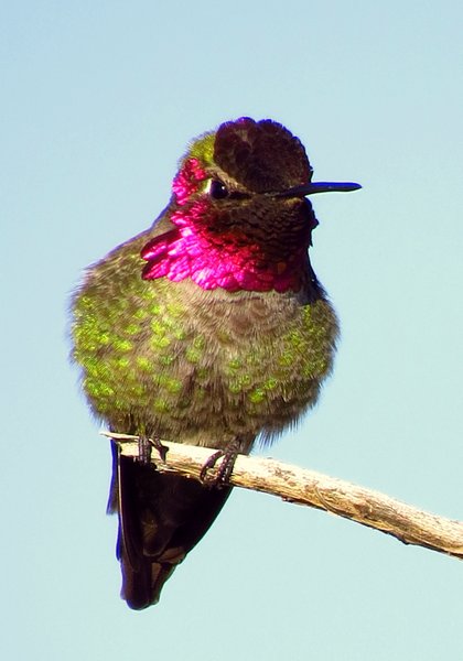 hummingbird