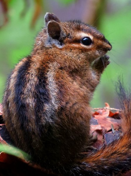 chipmunk