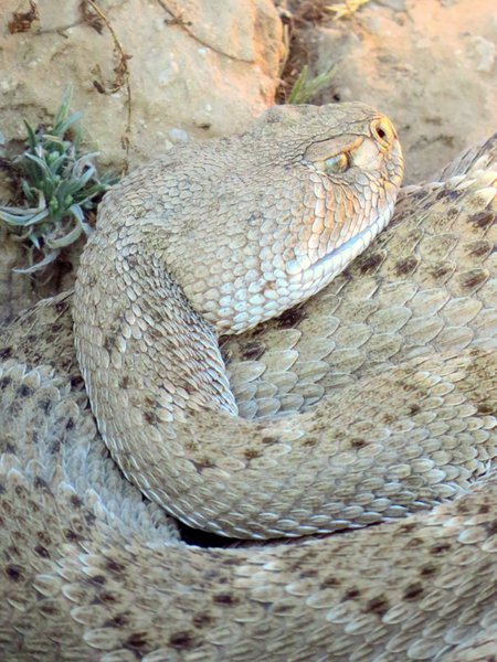 snake