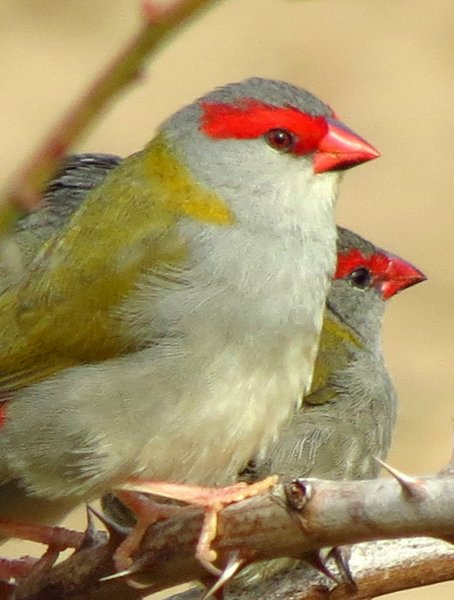 finch