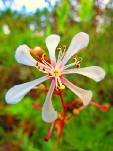 flower