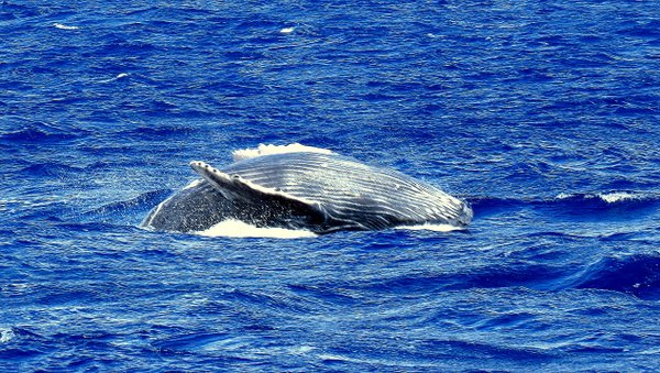 whale