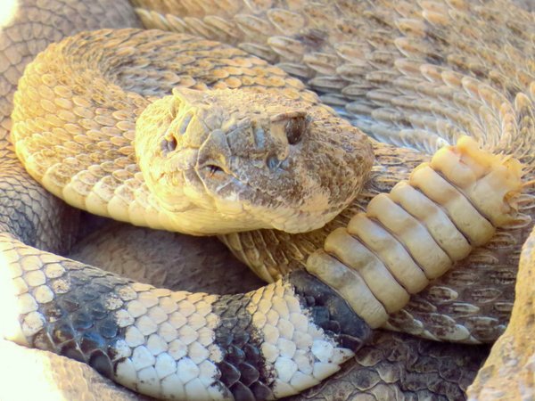 snake