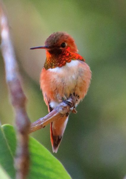 hummingbird