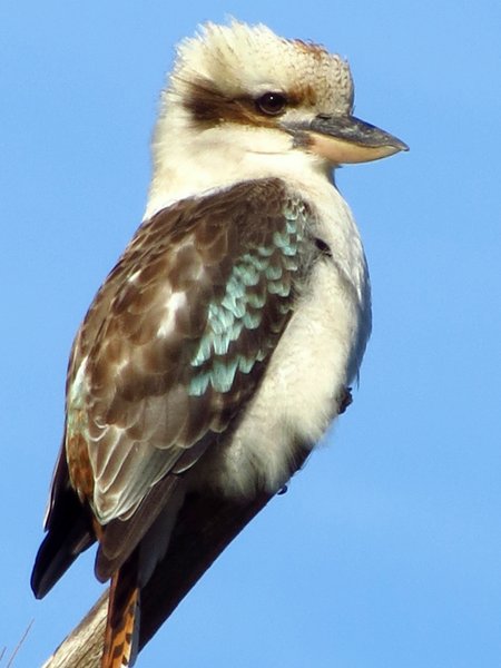 kookaburra