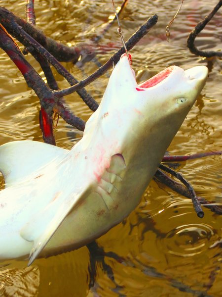 shark