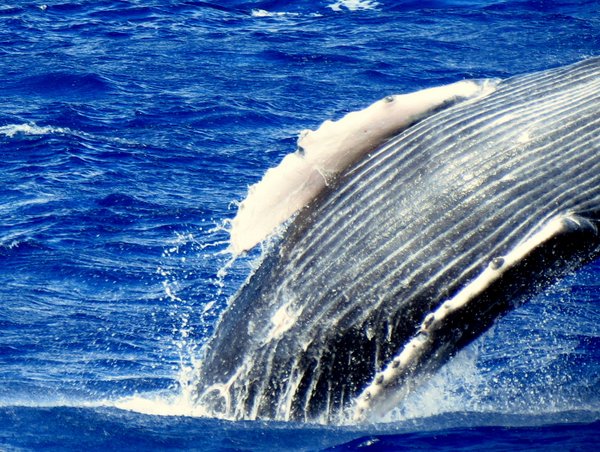 whale