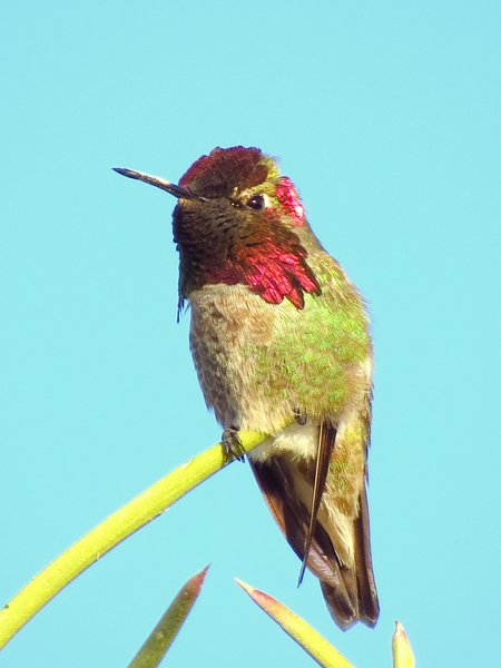 hummingbird