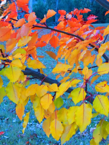 leaves