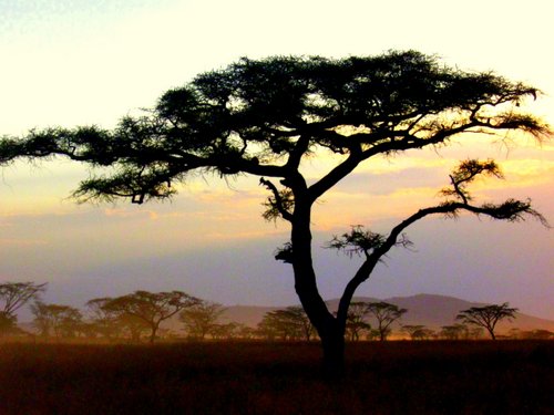 tree acacia