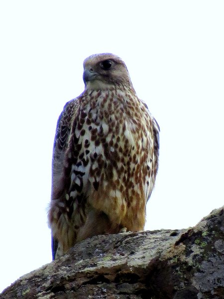 gyrfalcon