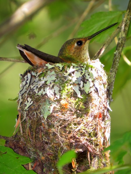 hummingbird